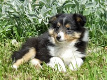puppies