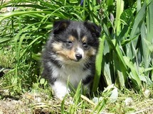 puppies