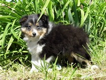puppies