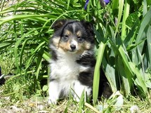 puppies