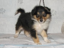 puppies
