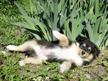 puppies