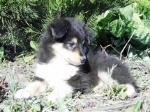 puppies