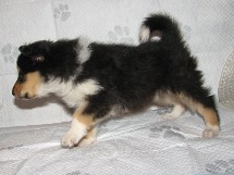 puppies