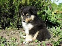 puppies