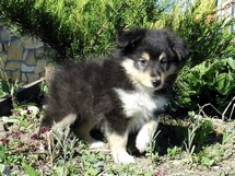 puppies