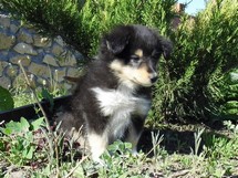 puppies