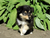 puppies