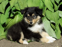 puppies