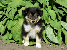 puppies