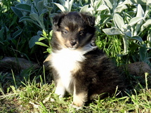 puppies