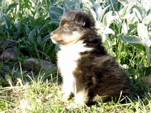 puppies