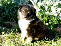 puppies