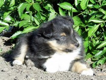 puppies