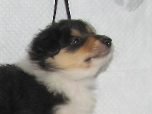 puppies