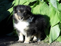 puppies