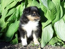 puppies