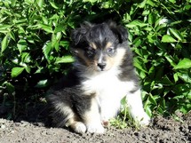 puppies