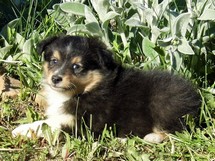 puppies