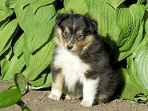 puppies