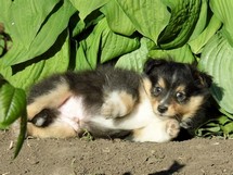 puppies