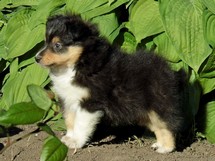 puppies