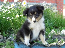 puppies