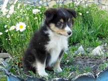 puppies