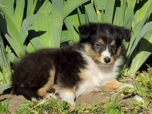 puppies