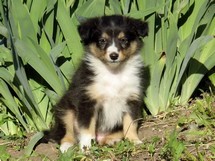 puppies