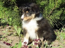 puppies