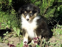 puppies