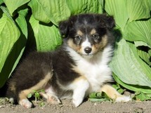 puppies
