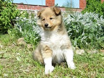 puppies