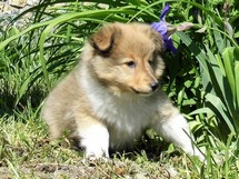 puppies
