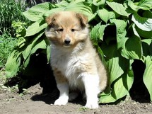 puppies