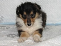 puppies