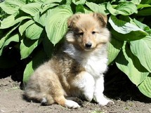 puppies