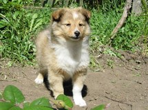 puppies