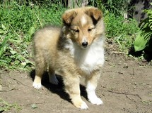 puppies