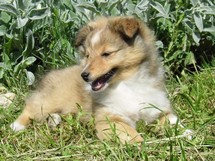 puppies