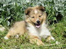 puppies