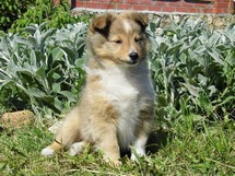 puppies