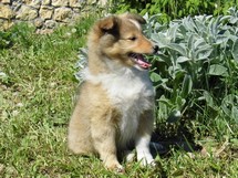 puppies