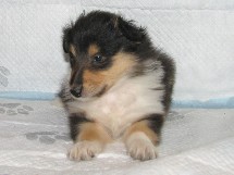 puppies