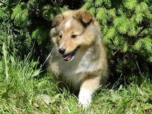 puppies