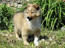 puppies