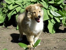 puppies