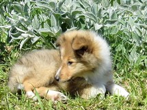 puppies