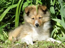 puppies